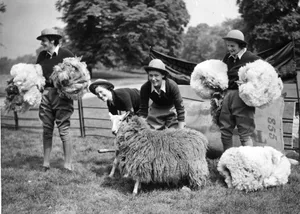 15th May 1940: Four members of the WLA (Women's Land Army), shearing sheep in London's Hyde Park. 15th May 1940: Four members of the WLA (Women's Land Army), shearing sheep in London's Hyde Park.